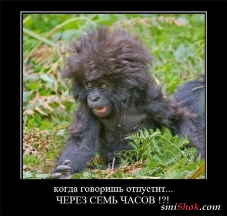 Демотиваторы, ну как обычно картинки веселые там в черных рамках...