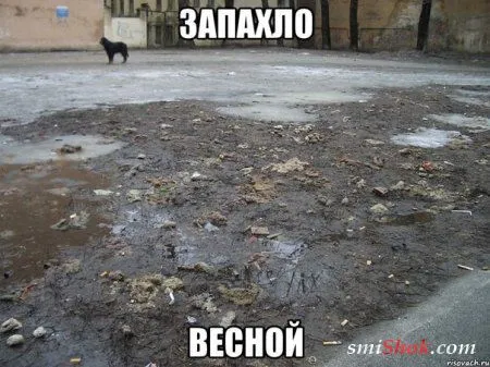 Подборочка Фото приколов для Весеннего настроения