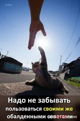 Афоризмы, цитаты и статусы в фотографиях