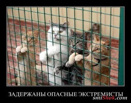 Демотиваторы, не пирожки но тоже свежие