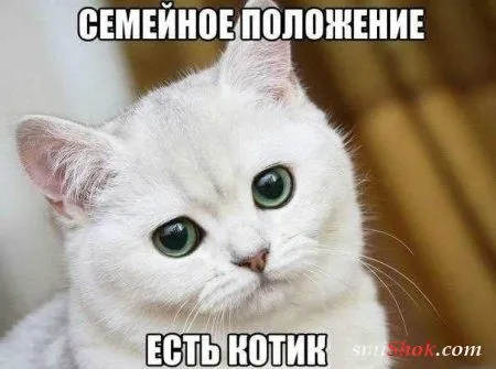 Веселые кадры Веселые кадры