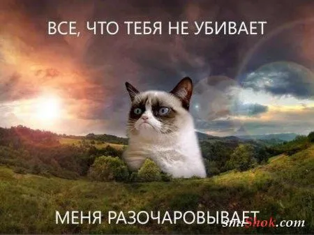 Веселые кадры Веселые кадры
