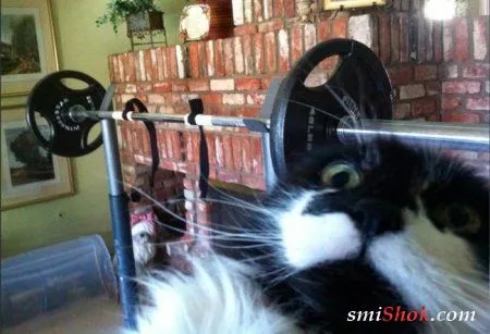 Приключения людей на фотоприколах Приключения людей на фотоприколах