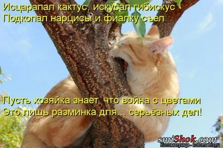 Свеженькие горяченькие как блины котоматрицы Свеженькие горяченькие как блины котоматрицы