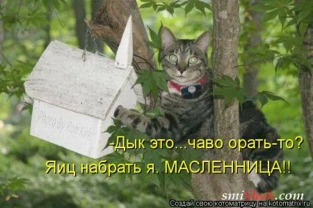 Свеженькие горяченькие как блины котоматрицы Свеженькие горяченькие как блины котоматрицы