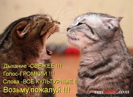 Свеженькие горяченькие как блины котоматрицы Свеженькие горяченькие как блины котоматрицы