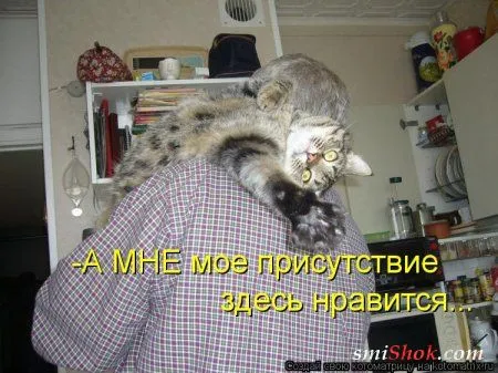 Свеженькие горяченькие как блины котоматрицы Свеженькие горяченькие как блины котоматрицы