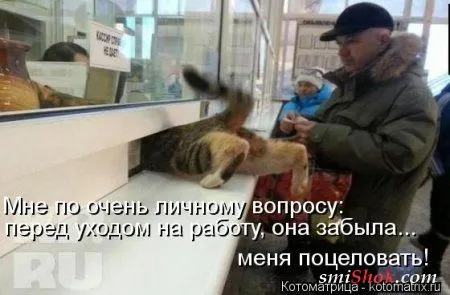 Свеженькие горяченькие как блины котоматрицы Свеженькие горяченькие как блины котоматрицы