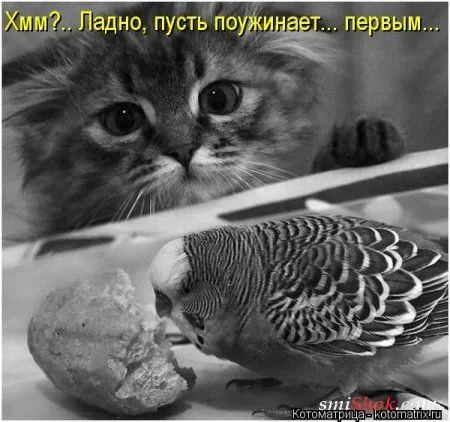 Свеженькие горяченькие как блины котоматрицы Свеженькие горяченькие как блины котоматрицы