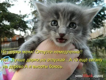 Свеженькие горяченькие как блины котоматрицы