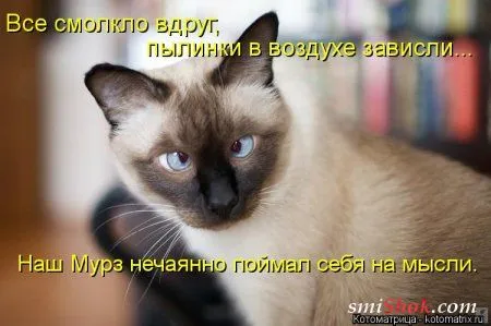 Свеженькие горяченькие как блины котоматрицы Свеженькие горяченькие как блины котоматрицы