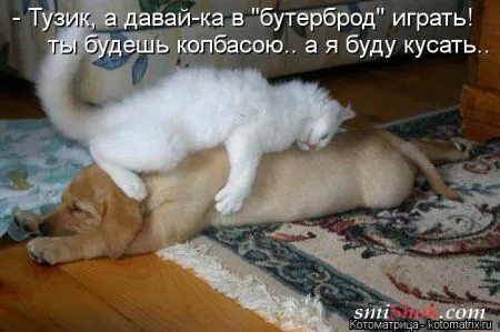 Свеженькие горяченькие как блины котоматрицы Свеженькие горяченькие как блины котоматрицы