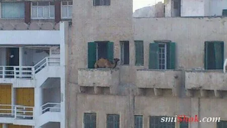 А мы продолжаем демонстрировать, только прикольные фотографии А мы продолжаем демонстрировать, только прикольные фотографии