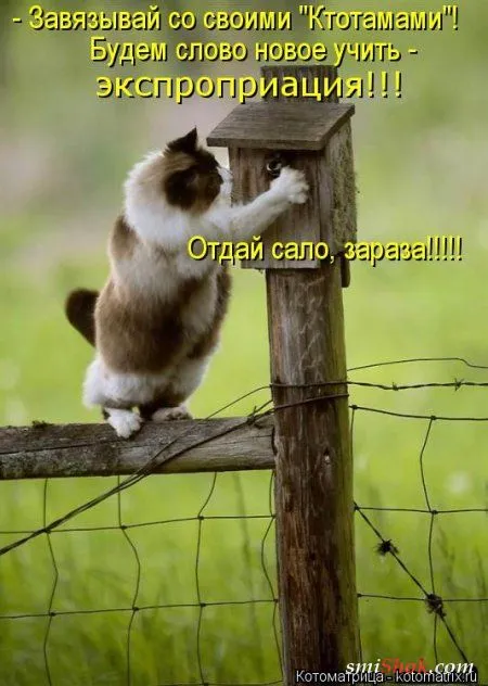 Котоматрицы свежайшие и прикольные