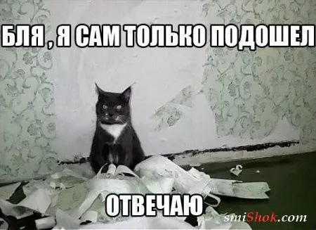 Фото приколы, что бы день удался