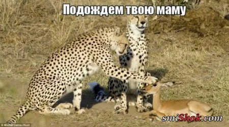 Фото приколы, что бы день удался