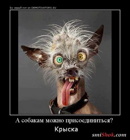Демотиваторы с прикольными цитатами Демотиваторы с прикольными цитатами