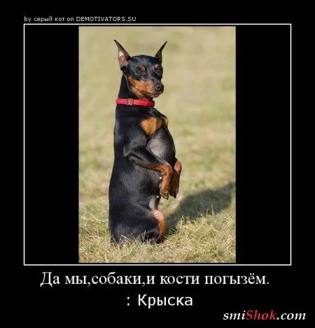 Демотиваторы с прикольными цитатами Демотиваторы с прикольными цитатами