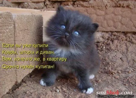 Взрослые, но не менее шкодные котоматрицы
