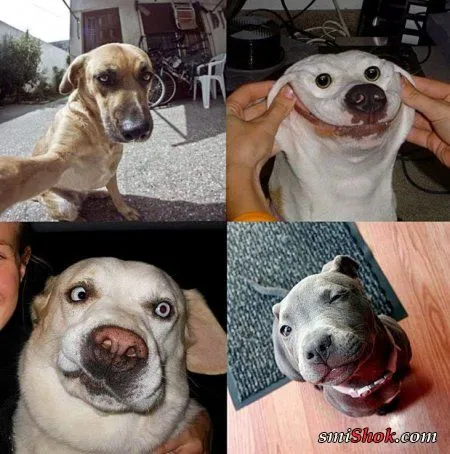 Забавные животные, в нашей новой фотоподборе