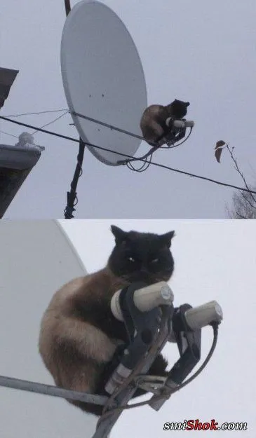 Забавные животные, в нашей новой фотоподборе