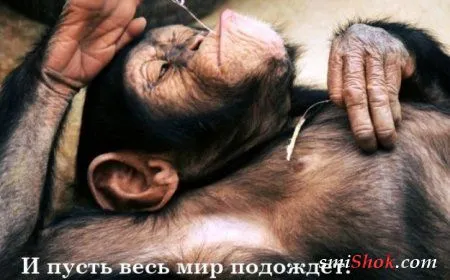 Забавные животные, в нашей новой фотоподборе