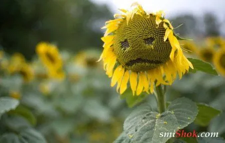 Приколы на фото, хороши как всегда Приколы на фото, хороши как всегда