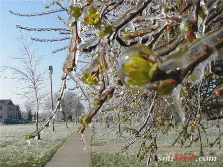 Звонила ВЕСНА! Звонила ВЕСНА!