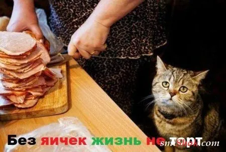 Фото приколы, смотри их осторожно