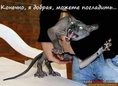 Прикольные картинки и фото Прикольные картинки и фото