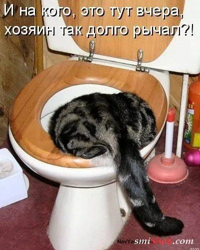 Прикольные картинки и фото Прикольные картинки и фото