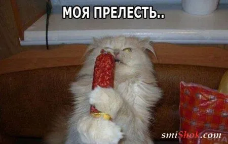 Прикольные картинки и фото Прикольные картинки и фото