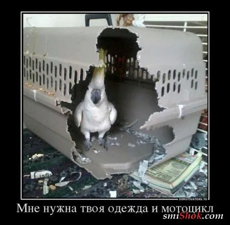 Весёлые демотиваторы