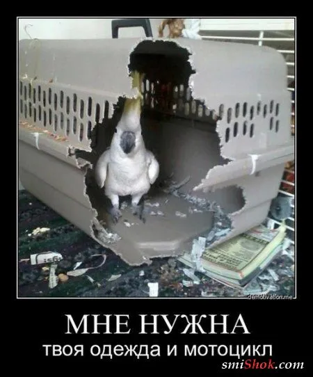 Приколы, нечто нескончаемое у нас Приколы, нечто нескончаемое у нас