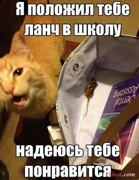 Приколы, нечто нескончаемое у нас Приколы, нечто нескончаемое у нас