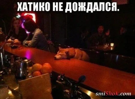 Приколы, нечто нескончаемое у нас Приколы, нечто нескончаемое у нас
