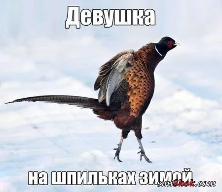 Приколы, нечто нескончаемое у нас Приколы, нечто нескончаемое у нас