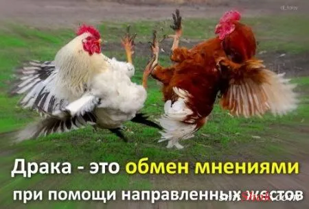 Афоризмы, цитаты и статусы в фотографиях