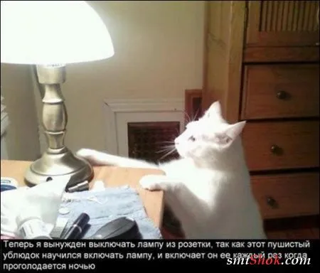Котоматрицы, коты за праздник