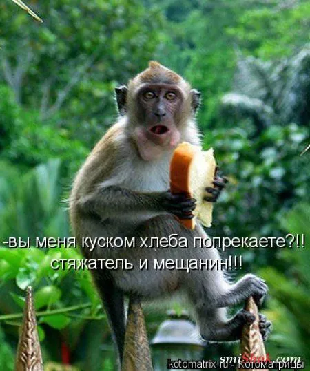 Новая котоматрица, приколы с животными