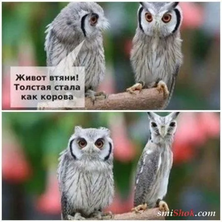 Приколы - они и весной приколы Приколы - они и весной приколы