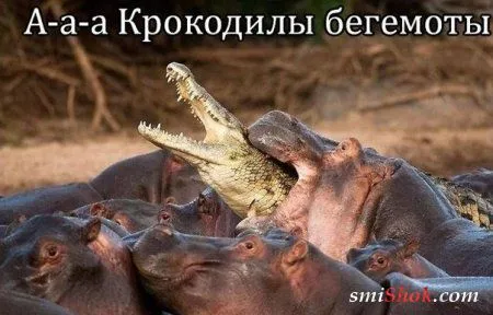 Смотри фото приколы и забей на все негативное вокруг