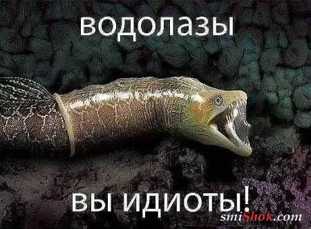 Смешные картинки, объявления и надписи