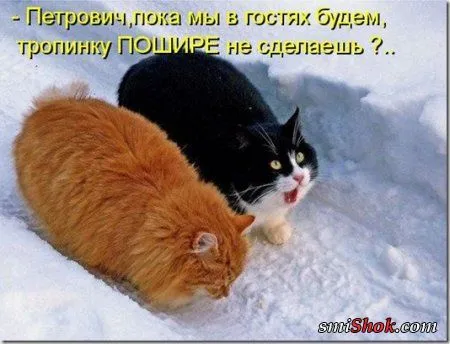 Соскучились, поди, за котейками? А вот и новые подоспели