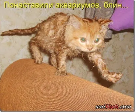 Соскучились, поди, за котейками? А вот и новые подоспели