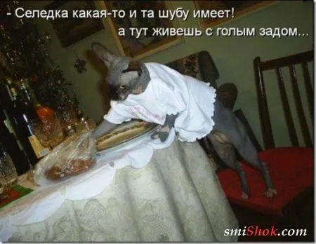 Соскучились, поди, за котейками? А вот и новые подоспели
