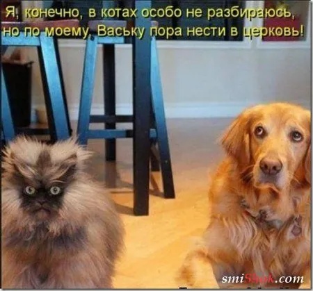 Соскучились, поди, за котейками? А вот и новые подоспели
