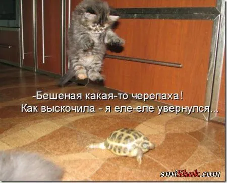 Соскучились, поди, за котейками? А вот и новые подоспели