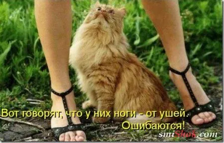 Соскучились, поди, за котейками? А вот и новые подоспели