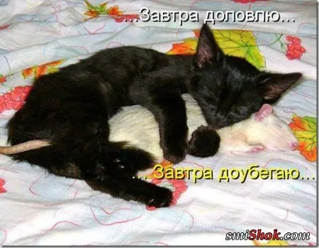 Соскучились, поди, за котейками? А вот и новые подоспели